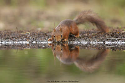 Sciurus Vulgaris / Eekhoorn / Red Squirrel