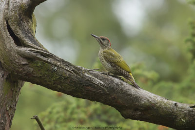 Picus Virdis / Groene Specht / Green Woodpecker