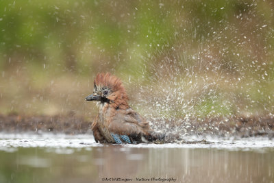 Garrulus Glandarius / Gaai / Eurasian Jay