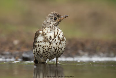 Turdus viscivorus / Grote Lijster / Mistle Trush