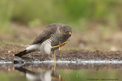 Accipiter nisus / Sperwer / Eurasian Sparrowhawk