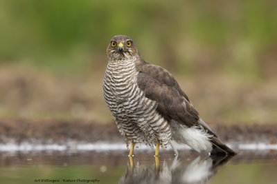 Accipiter nisus / Sperwer / Eurasian Sparrowhawk