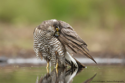 Accipiter nisus / Sperwer / Eurasian Sparrowhawk