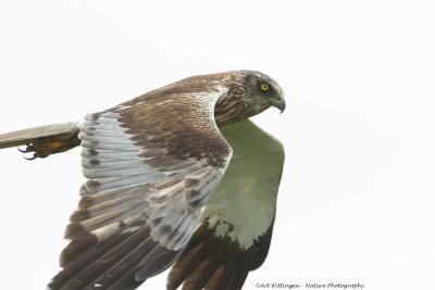 Circus Aeruginosus / Bruine Kiekendief / Western Marsh Harrier