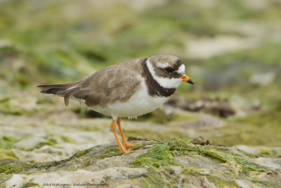 Charadrius Hiaticula / Bontbekplevier / Common Ringed Plover
