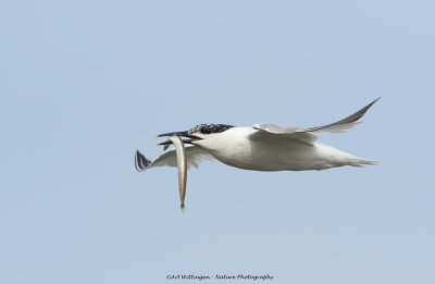 Thalasseus sandvicensis / Grote Stern / Sandwich tern