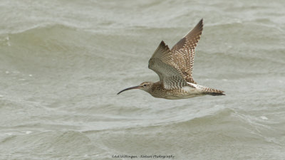 Numenius phaeopus / Regenwulp / Whimbrel