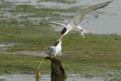 Sterna Hirundo / Visdief / Common Tern