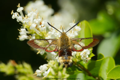 Hemaris fuciformis / Glasvleugelpijlstaart / Broad-bordered bee hawk-moth