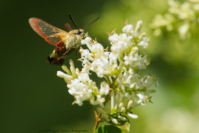 Glasvleugelpijlstaart / Broad-bordered bee hawk-moth