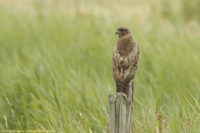 Buteo buteo / Buizerd / Common buzzard