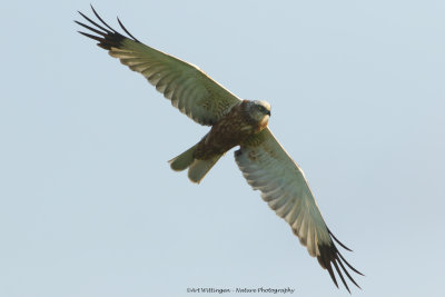 Circus Aeruginosus / Bruine Kiekendief / Western Marsh Harrier