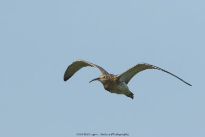 Numenius Arquata / Wulp / Eurasian Curlew