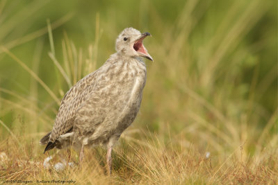 Larus Argentatus / Zilvermeeuw / European Herring Gull