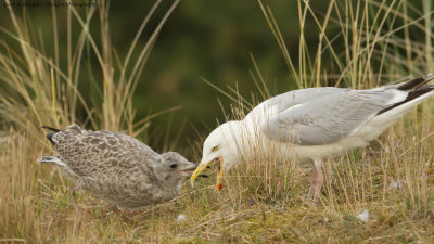 Larus Argentatus / Zilvermeeuw / European Herring Gull