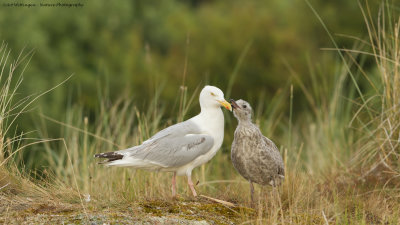 Larus Argentatus / Zilvermeeuw / European Herring Gull