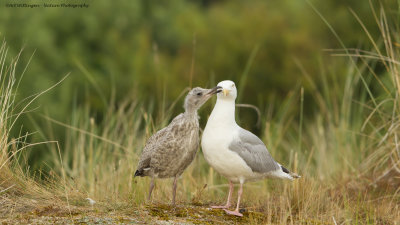 Larus Argentatus / Zilvermeeuw / European Herring Gull