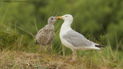 Larus Argentatus / Zilvermeeuw / European Herring Gull