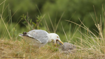 Larus Argentatus / Zilvermeeuw / European Herring Gull