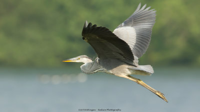 Ardea Cinerea / Blauwe Reiger / Grey Heron