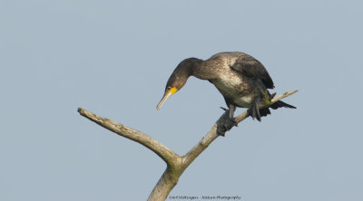 Phalacrocorax carbo / Aalscholver / Great Cormorant