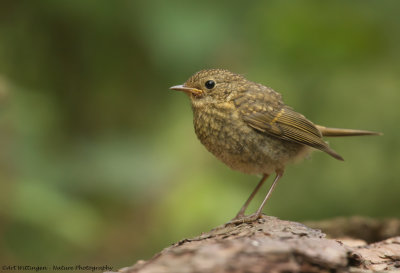 _MG_3109 Roodborst.jpg
