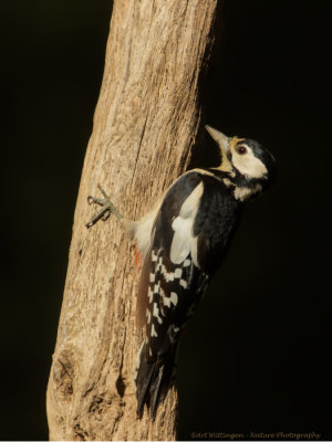 Dendrocopos Major / Grote Bonte Specht / Great Spotted Woodpecker
