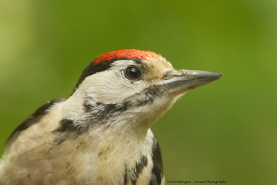 Dendrocopos Major / Grote Bonte Specht / Great Spotted Woodpecker