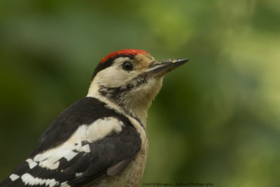 Dendrocopos Major / Grote Bonte Specht / Great Spotted Woodpecker