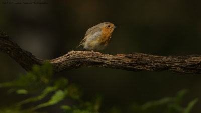 _MG_3382 Roodborst.jpg