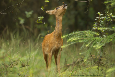 Capreolus capreolus / Ree / Roe Deer