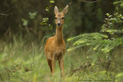 Capreolus capreolus / Ree / Roe Deer