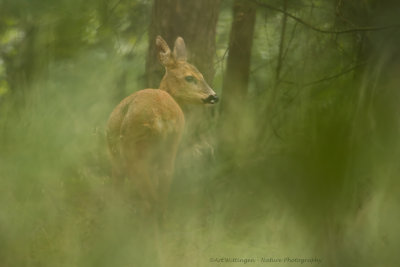 Capreolus capreolus / Ree / Roe Deer