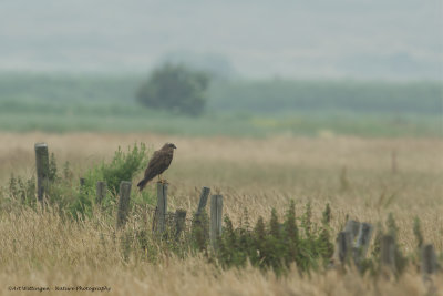 Circus Aeruginosus / Bruine Kiekendief / Western Marsh Harrier