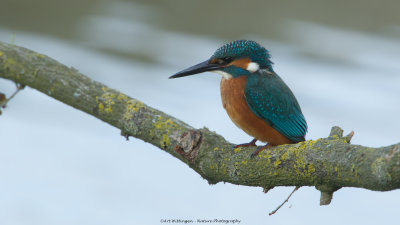 Alcedo atthis / IJsvogel / Kingfisher