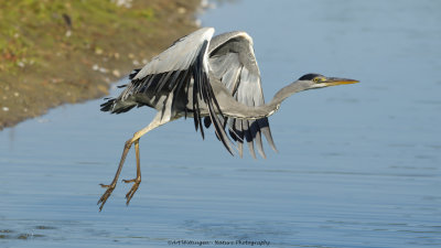 Ardea Cinerea / Blauwe Reiger / Grey Heron