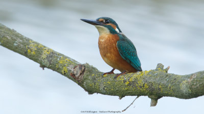 Alcedo atthis / IJsvogel / Kingfisher