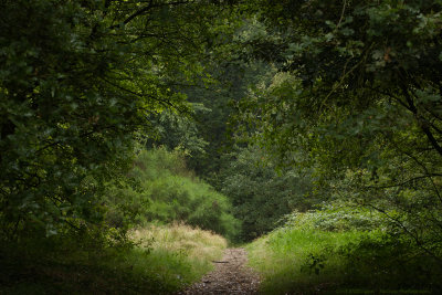 _MG_4425 het Aamsveen.jpg