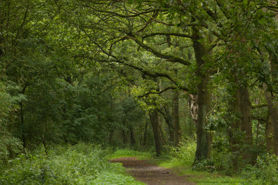 het Aamsveen