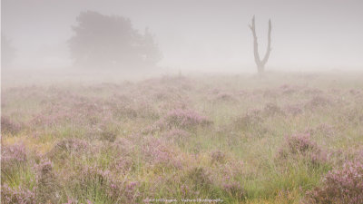 Heather in the mist