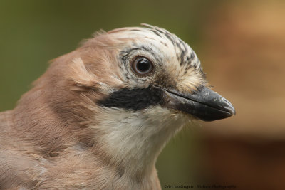 Garrulus Glandarius / Gaai / Eurasian Jay