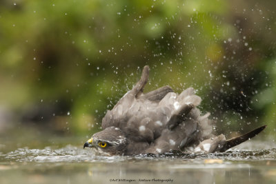 Accipiter nisus / Sperwer / Eurasian Sparrowhawk