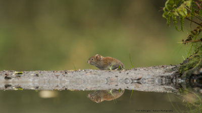 _MG_5843 Rosse Woelmuis.jpg