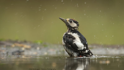 Dendrocopos Major / Grote Bonte Specht / Great Spotted Woodpecker