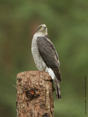 Accipiter nisus / Sperwer / Eurasian Sparrowhawk
