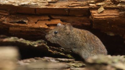 _MG_5943 Rosse Woelmuis.jpg