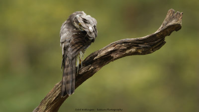 Accipiter nisus / Sperwer / Eurasian Sparrowhawk