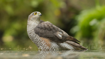 Accipiter nisus / Sperwer / Eurasian Sparrowhawk