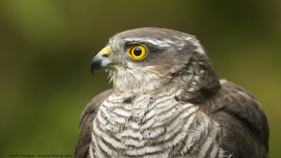 Accipiter nisus / Sperwer / Eurasian Sparrowhawk