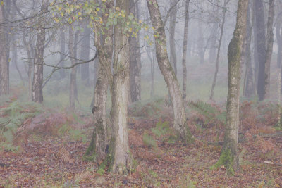 Misty Moods in the woods